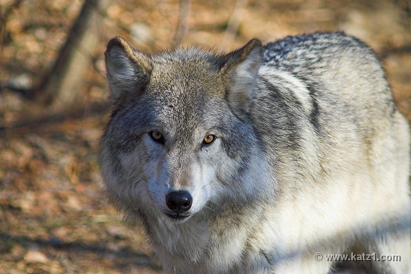 Arctic Wolf 033